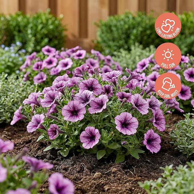 Proven Winners® Petunia Plant - Supertunia Bordeaux - 2 Pack - Annual Flower for Spring & Summer Blooms - 6" Tall x 6" Wide, 1.56 Pt Pot