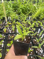 Dendrobium Aridang Blue Orchid Comes in 4" Pot, Beautiful Plants from Hawaii