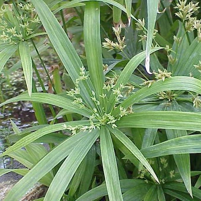 Umbrella Palm, a Great Live Pond Plant for Your Water Garden. Filters The koi and Goldfish Pond. Good for Bogs, Plant Shelf or Shallow Water This marginal Aquatic is a Real Beauty