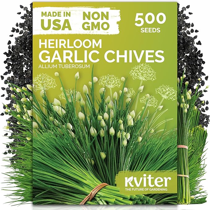 KVITER 500 Garlic Chives Seeds (Allium Tuberosum) - Chinese Chives, Garlic Flavor, White Blooms, Non GMO, Heirloom Seed Packets - Perennial Herb Seeds for Gardens, Containers, Herb Beds
