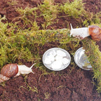 Snail Terrarium Accessory Kit 7PCS, Includes Moisture-Retaining Substrate, Climbing Toy, Cuttlebone Granules, Water and Food Plate, Spray Bottle