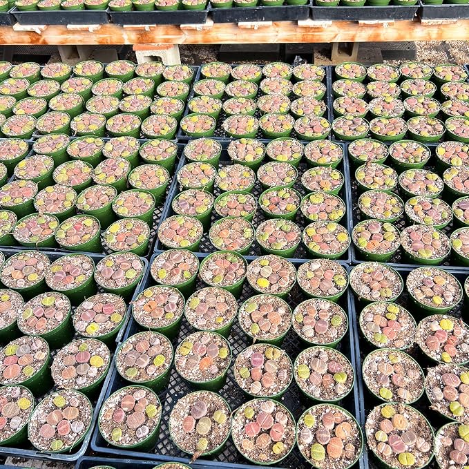 Sprout N Green Rare Lithops Collection, Living Stone Plant Fully Rooted in 4" Pot, Cute Potted Succulents Houseplant Pebble Plant, Great for Terrarium Arrangement, DIY Project