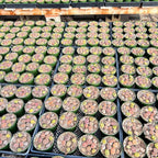 Sprout N Green Rare Lithops Collection, Living Stone Plant Fully Rooted in 4" Pot, Cute Potted Succulents Houseplant Pebble Plant, Great for Terrarium Arrangement, DIY Project
