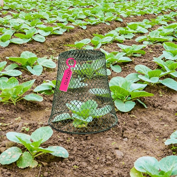 10 Pieces Chicken Wire Plant Covers Wire Garden Cloches Chicken Wire Cloche Plant Protector Metal Heavy Duty Garden Plant Cloche for Keeping Bunnies Chicken Squirrels Birds Other Out(9×9in) (Green)