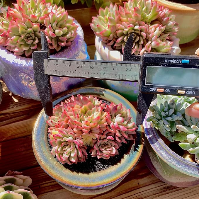 Live Succulent Echeveria Mebina Variegata,3.5 Inches Mini Succulents Plants Live,Bare Root Without Pot Soil,Clustered Live Plants,House Plants for Gift Party Wedding Garden Baby Shower DIY Decor