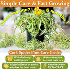 Dr. Lu’s Organic Bonnie Curly Spider Plant | Air Purifying House Plants | Rooted Spider Plant | Easy Grow Indoor Plants | Live Plants in 4'' Nursery Pot