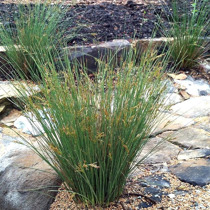 Chalily Blue Arrows Rush, a Great Live Pond Plant for Your Water Garden. Filters koi and Goldfish Ponds. Good for Bogs, Plant Shelf or Shallow Water This marginal Aquatic is a Real Beauty