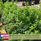 Clovers Garden Spearmint Mint Herb Plants - Two (2) Live Plants - Non-GMO - Not Seeds - Each 4" to 8" Tall – in 4" Inch Pots - Easy-Grower, Perennial in Most Zones