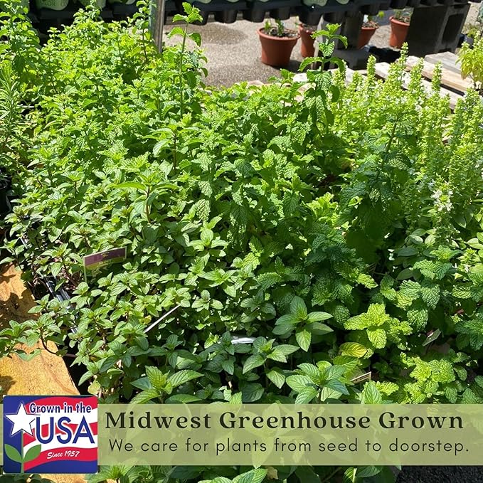 Clovers Garden Spearmint Mint Herb Plants - Two (2) Live Plants - Non-GMO - Not Seeds - Each 4" to 8" Tall – in 4" Inch Pots - Easy-Grower, Perennial in Most Zones