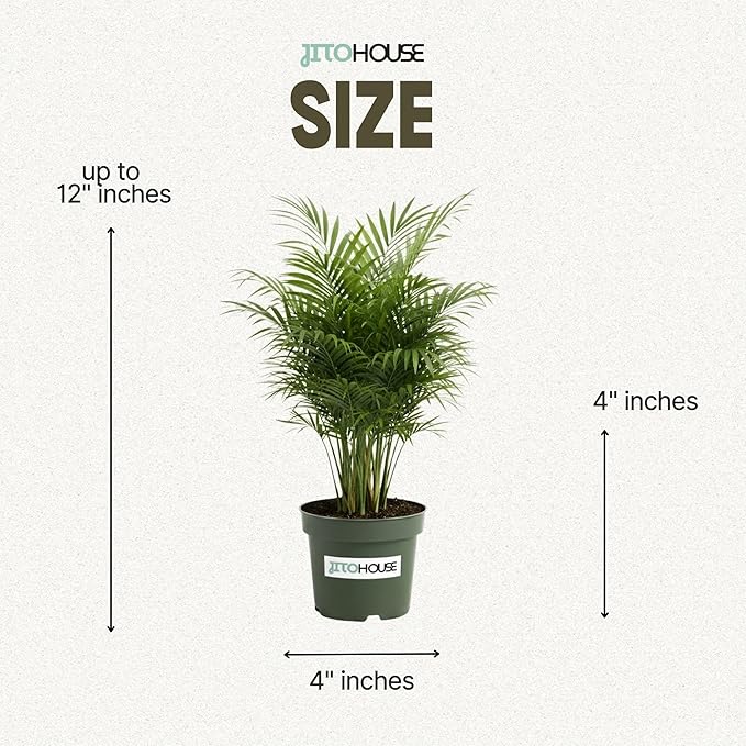 Parlor Palm Live Indoor Plant – 4” Pot | Pet Friendly, Air Purifying Houseplant | Easy Care for Home, Office, Low Light Spaces - JitoHouse
