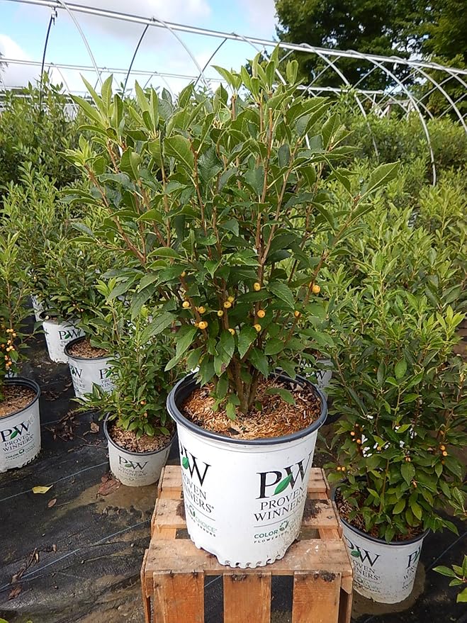 Proven Winners - Ilex verticillata Berry Heavy Gold (Winterberry) Shrub, gold berries, #2 - Size Container