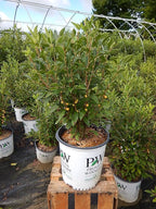 Proven Winners - Ilex verticillata Berry Heavy Gold (Winterberry) Shrub, gold berries, #2 - Size Container