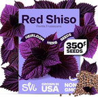 SVI 350 Red Shiso Seeds (Perilla frutescens) – Japanese Shiso Purple Perilla Seed Packets, Aromatic Leaves – Japanese Heirloom Herb Seeds for Outdoor & Indoor Herb Garden