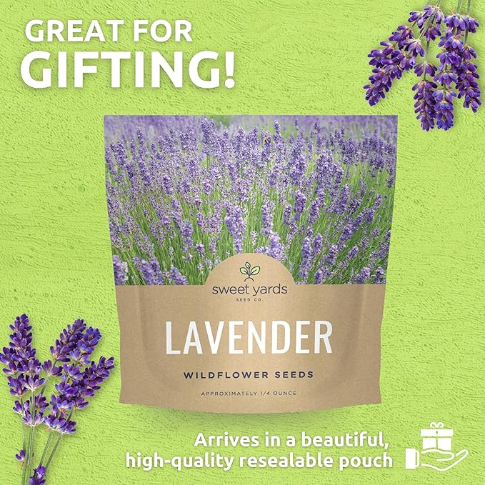 Lavender - Large 1/4 Ounce Packet - 7,000 Flower Seeds for Planting - Lavandula angustifolia