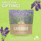 Lavender - Large 1/4 Ounce Packet - 7,000 Flower Seeds for Planting - Lavandula angustifolia