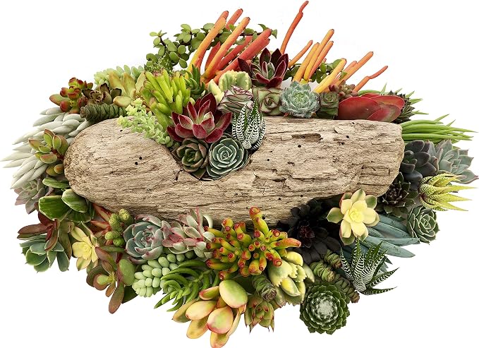 10 Assorted Live Succulent Cuttings, No 2 Succulents Alike, Great for Terrariums, Mini Gardens, and as Starter Plants by The Succulent Cult