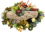 10 Assorted Live Succulent Cuttings, No 2 Succulents Alike, Great for Terrariums, Mini Gardens, and as Starter Plants by The Succulent Cult