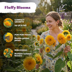 KVITER 75 Teddy Bear Sunflower Seeds (Helianthus Annuus) - Dwarf Sunflower, Fully Double Golden Pom-Pom Blooms, Non GMO Seed Packets - Flower Seeds for Outdoor Garden, Containers, Flower Beds