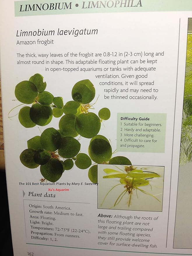 12 Amazon Frogbit (Limnobium Laevigatum), Live Aquarium/Aquatic Floating Plant by G&Z