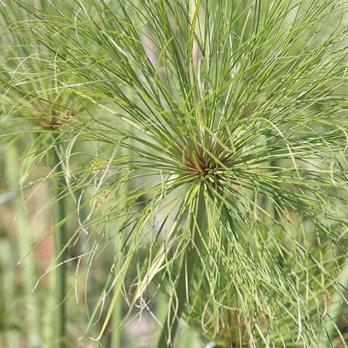 Chalily Dwarf Giant Papyrus, a Great Live Pond Plant for Your Water Garden. Filters koi and Goldfish Ponds. Good for Bogs, Plant Shelf or Shallow Water This marginal Aquatic is a Real Beauty