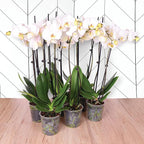 Green Circle Growers 6 Pack 5 inch White Orchids in Grower Pot, Live Plant