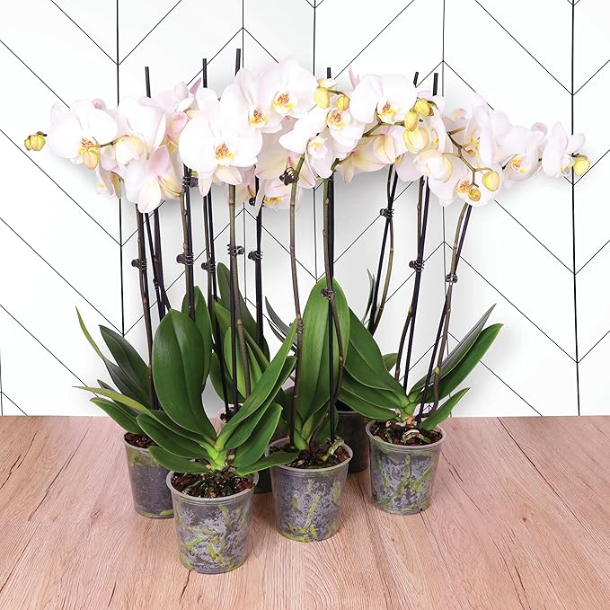 Green Circle Growers 6 Pack 5 inch White Orchids in Grower Pot, Live Plant