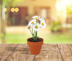 BUZZY Daisy Seeds & Genuine Terracotta 5cm Mini Pot Bulk Pack (20 Count), Includes 20 Each of pots, Soil pellets and Seeds - Great for Favors, Crafts, School Projects, Weddings, and Seed Starter Kits