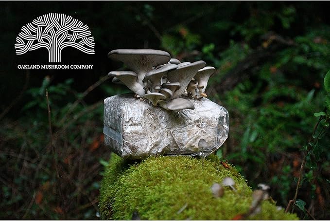 Blue Oyster Mushroom Grow Kit by Oakland Mushroom Co. | Handmade with Organic Ingredients | Ready to Grow | Harvest in 7-10 Days
