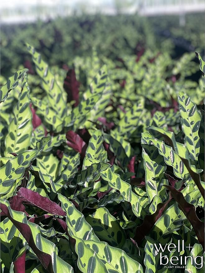 Nature's Way Farms Calathea Rattlesnake, Live Indoor Houseplant, Long Leaf Prayer Plant, Tropical Plant, Pet Safe in Growers Pot (7-11 inches Tall)