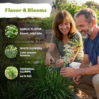 KVITER 500 Garlic Chives Seeds (Allium Tuberosum) - Chinese Chives, Garlic Flavor, White Blooms, Non GMO, Heirloom Seed Packets - Perennial Herb Seeds for Gardens, Containers, Herb Beds