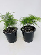 Two Fern Leaf Plumosus Asparagus Fern 4.5" Unique Design Pot - Easy to Grow - Great Houseplant from Jm Bamboo