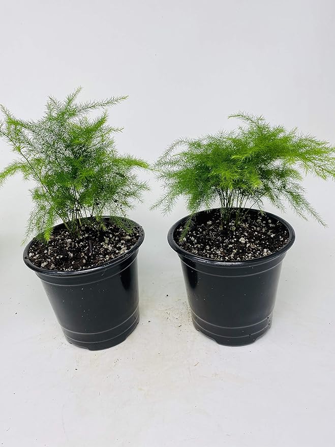 Two Fern Leaf Plumosus Asparagus Fern 4.5" Unique Design Pot - Easy to Grow - Great Houseplant from Jm Bamboo