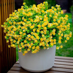 Artificial Flowers Outdoor Fake Plants - 12 Bundles UV Resistant No Fade Faux Plastic Greenery Boxwood Shrubs Home Garden Porch Patio Decoration (Yellow)