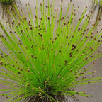 Chalily Creeping Spike Rush, a Great Live Pond Plant for Your Water Garden. Filters The koi and Goldfish Pond. Good for Bogs, Plant Shelf or Shallow Water This marginal Aquatic is a Real Beauty