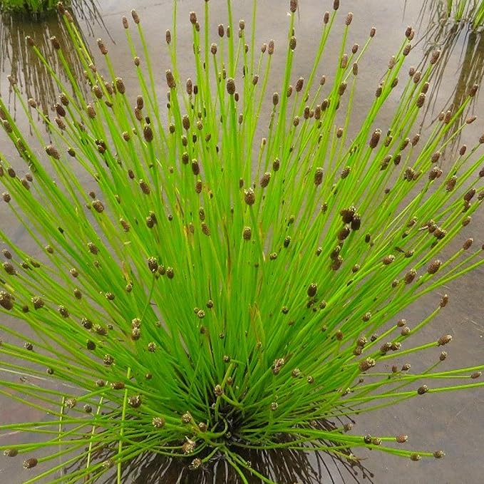 Chalily Creeping Spike Rush, a Great Live Pond Plant for Your Water Garden. Filters The koi and Goldfish Pond. Good for Bogs, Plant Shelf or Shallow Water This marginal Aquatic is a Real Beauty