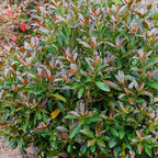 Southern Living 2 Gal. Copper Top Viburnum Shrub