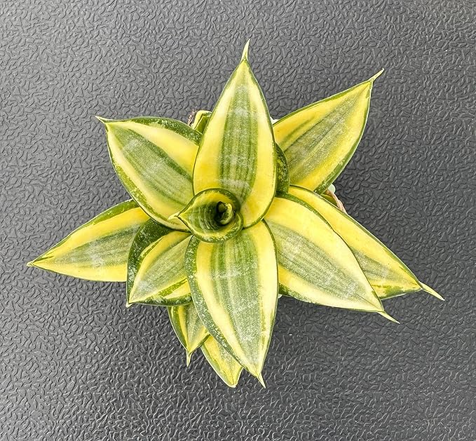 Sprout N Green Sansevieria 'Golden Hahnii' with Green Stripe Pot, Live Snake Plant Fully Rooted in 4" Planter with Soil, Home Office Indoor Outdoor Wedding Decoration DIY Projects Party Favor