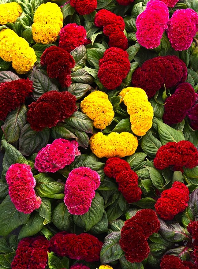 Seeds Cockscomb Coral Garden Dwarf Mix 200+ Seeds Brain Celosia Cristata Crested Cockscomb