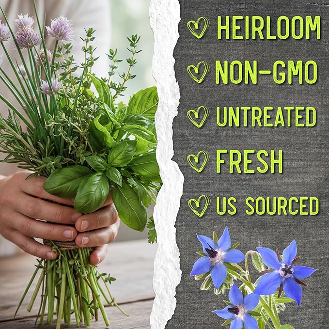 Seed Needs Herb Seeds Variety Pack Culinary Herb Collection (12 Individual Packets for Planting Indoors or Outdoors) Grow Your Own Herb Garden - Heirloom, Non-GMO