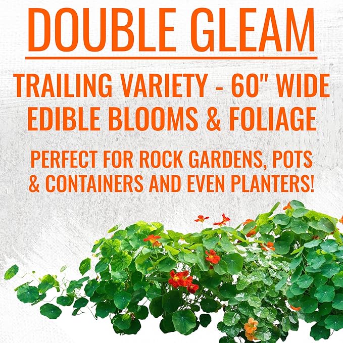 Seed Needs Nasturtium Seeds for Planting Edible Flowers - Collection Set of Jewel Blend & Double Gleam Nasturtiums to Attract Pollinators to a Butterfly Garden - Trailing and Bush Varieties (2 Packs)