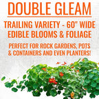 Seed Needs Nasturtium Seeds for Planting Edible Flowers - Collection Set of Jewel Blend & Double Gleam Nasturtiums to Attract Pollinators to a Butterfly Garden - Trailing and Bush Varieties (2 Packs)