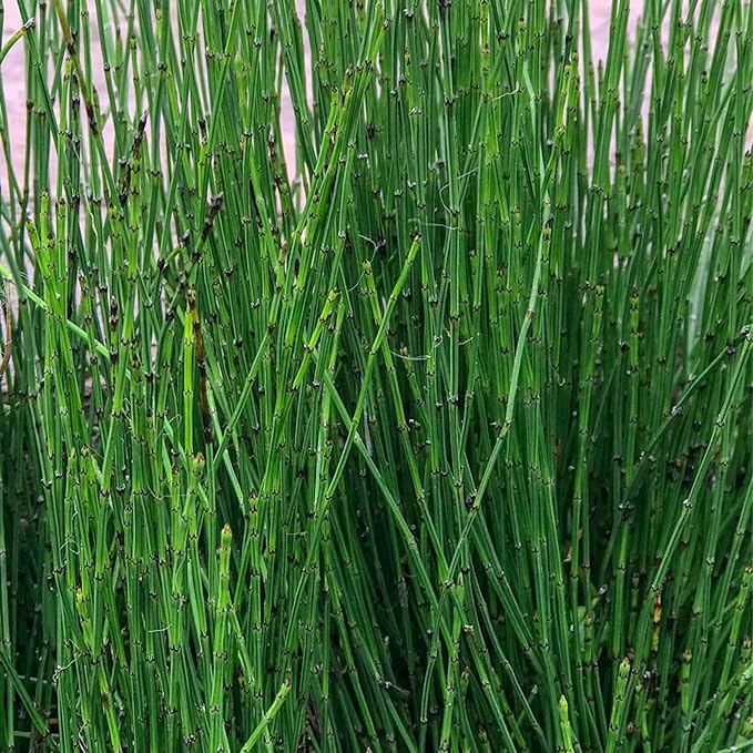 Dwarf Horsetail Rush, a Great Live Pond Plant for Your Water Garden. Filters The koi and Goldfish Pond. Good for Bogs, Plant Shelf or Shallow Water This marginal Aquatic is a Real Beauty