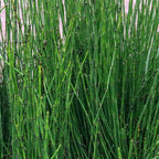 Dwarf Horsetail Rush, a Great Live Pond Plant for Your Water Garden. Filters The koi and Goldfish Pond. Good for Bogs, Plant Shelf or Shallow Water This marginal Aquatic is a Real Beauty