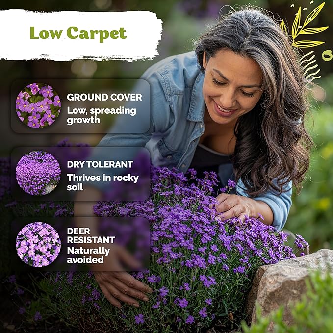 KVITER 1,000 Purple Rock Cress Seeds Perennial (Aubrieta deltoidea) - Aubrieta Seed, Lilacbush, Non-GMO & Organic Ground Cover Seed - Ideal Flower Seeds for Planting in Beds, Rock Garden & Walls