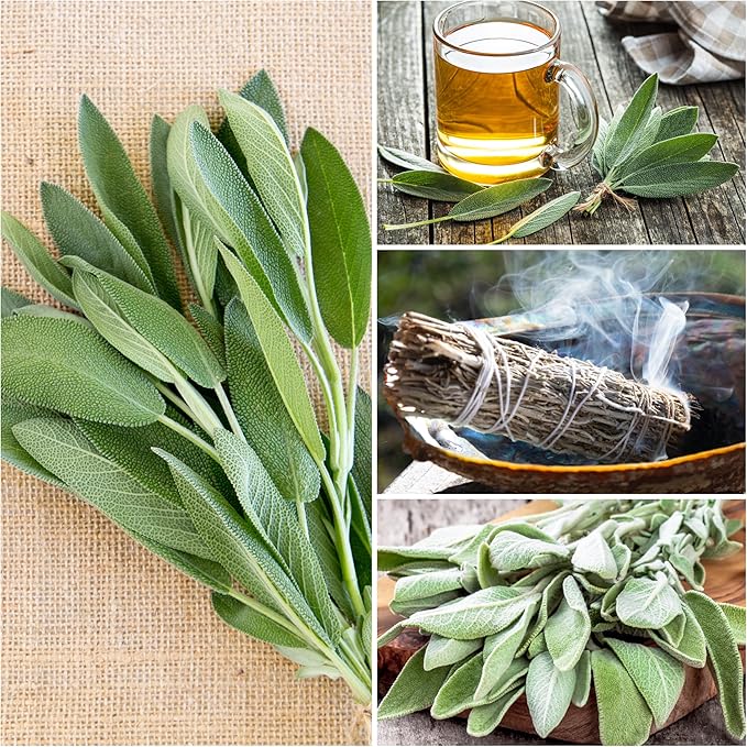 Seed Needs Rosemary & Sage Seeds for Planting Fresh Kitchen Herbs - Non-GMO Heirloom & Untreated Perennial Herb Seed to Plant a Culinary Garden Indoors or Outdoors (2 Pack Duo)