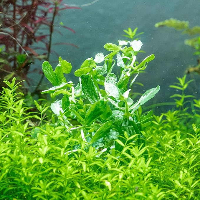 SubstrateSource Live Aquarium Stem Plants - Freshwater Aquatic Plant for Fish Tanks, Aquascaping - (Bacopa Monnieri Variegatus, 1 Bunch)