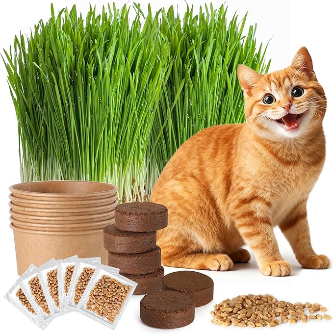 6 Pack Natural Cat Grass Seeds Growing Kit, Easy Growing Pet Grass for Cat & Kittens Indoor Garden, Fresh Cats Grass Set for Chewing, Quick Germination, Ideal for Beginners, Pet Safe