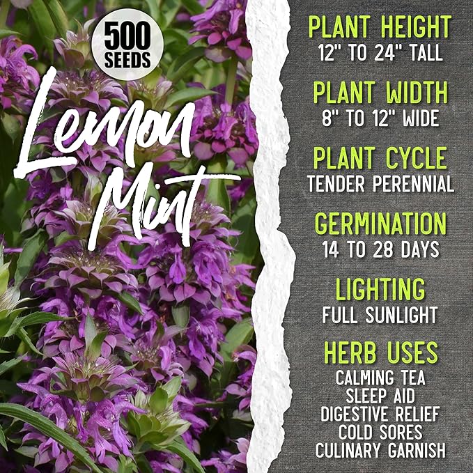 Seed Needs Herb Seeds for Planting a Collection of 6 Medicinal Herbs - Non-GMO Heirloom & Untreated Tea & Infusion Varieties (Chamomile, Lemon Balm, Spearmint, Anise Hyssop, Lemon Mint & Catmint)