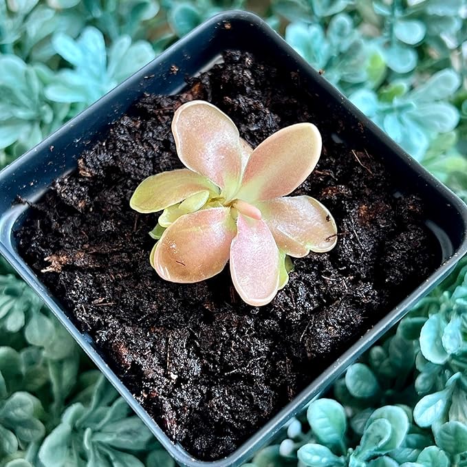 Live Pinguicula Fumiko Butterwort Carnivorous Plant, Pet-Safe, Unique Gift for Plant Lovers & Collectors. Succulent-Like Carnivore Plant.