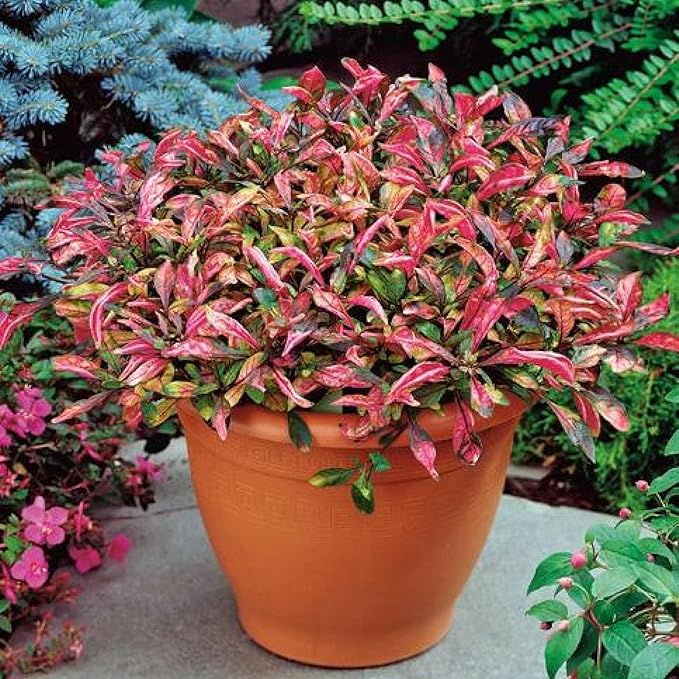 Chalily Joseph's Coat, a Great Live Pond Plant for Your Water Garden. Filters The koi and Goldfish Pond. Good for Bogs, Plant Shelf or Shallow Water This marginal Aquatic is a Real Beauty